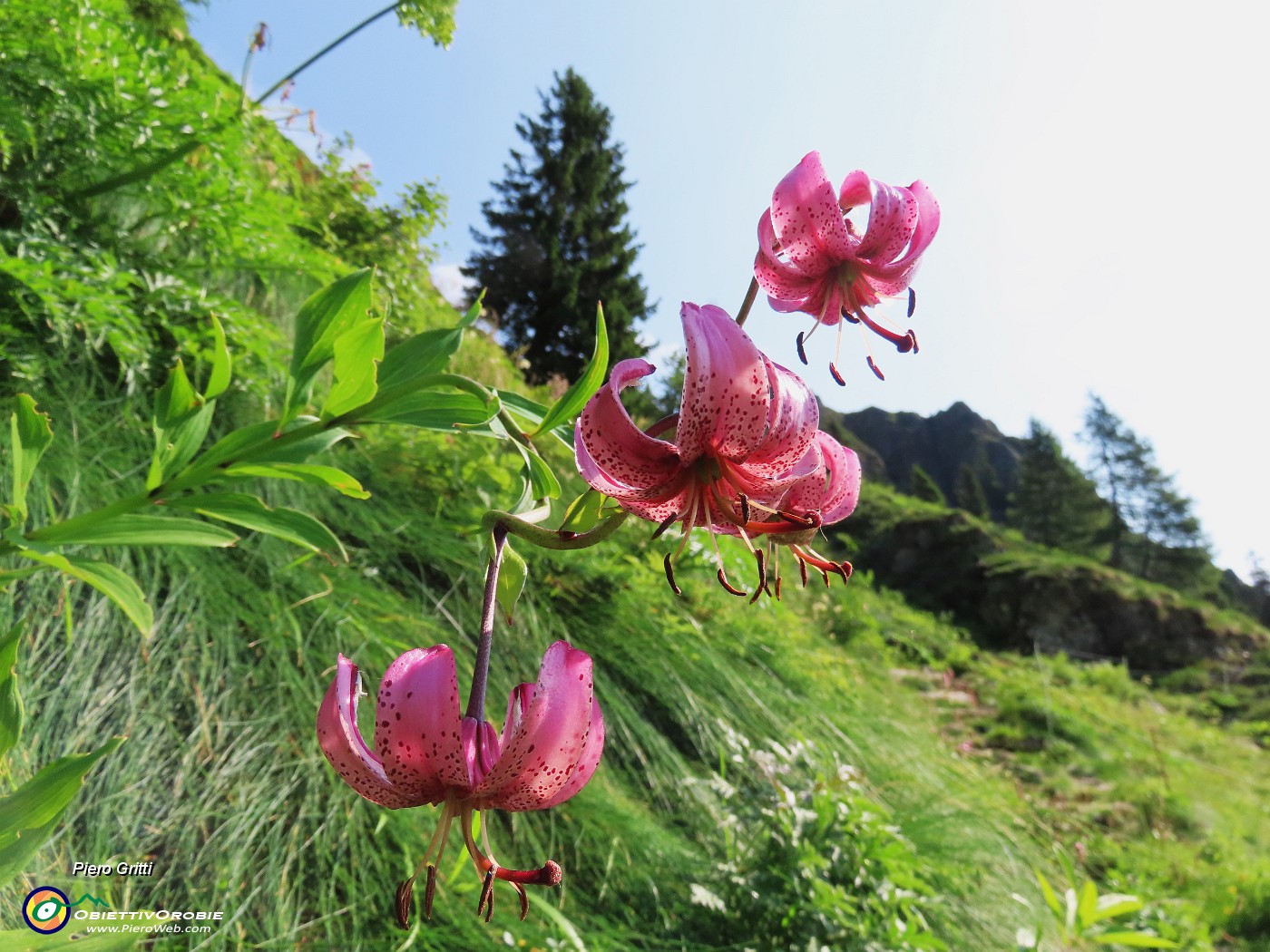 19 Lilium martagon (Giglio martagone).JPG